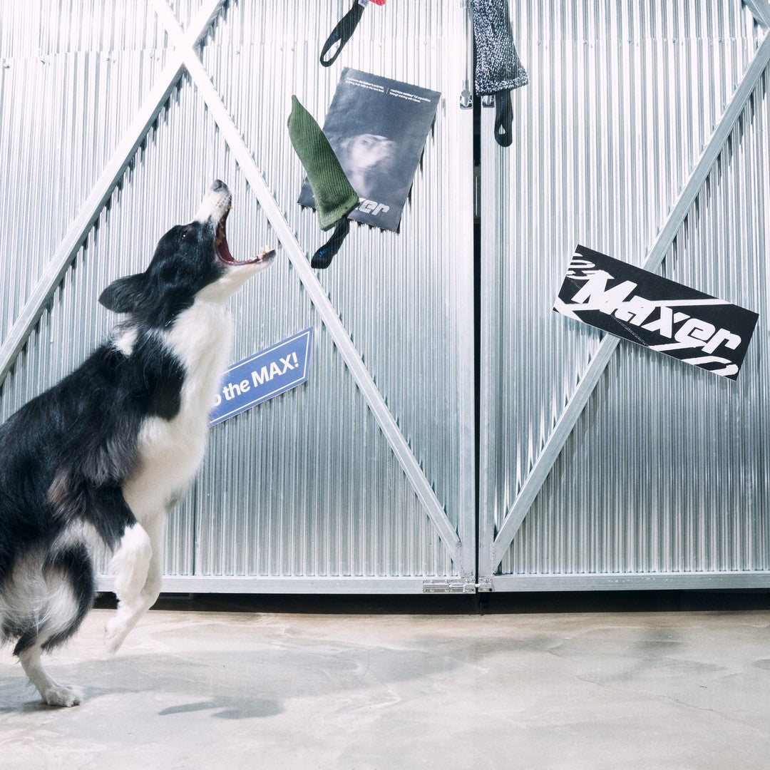 Maxer Basic Tug in use during dog training