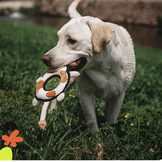 Why Eco-Friendly Pet Toys Matter: The V-PET Story