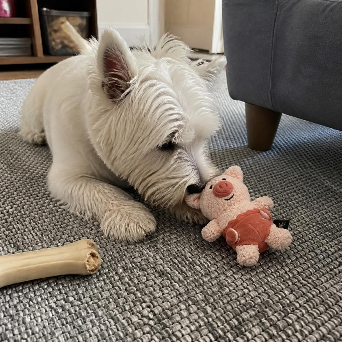 V-Pet Little Bubkins Piggy