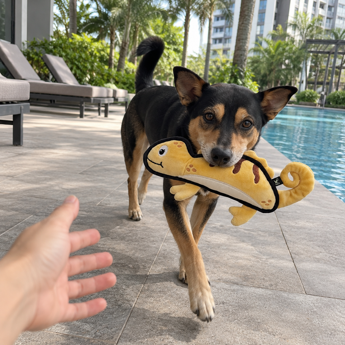V-Pet Team Range Cindy the Chameleon