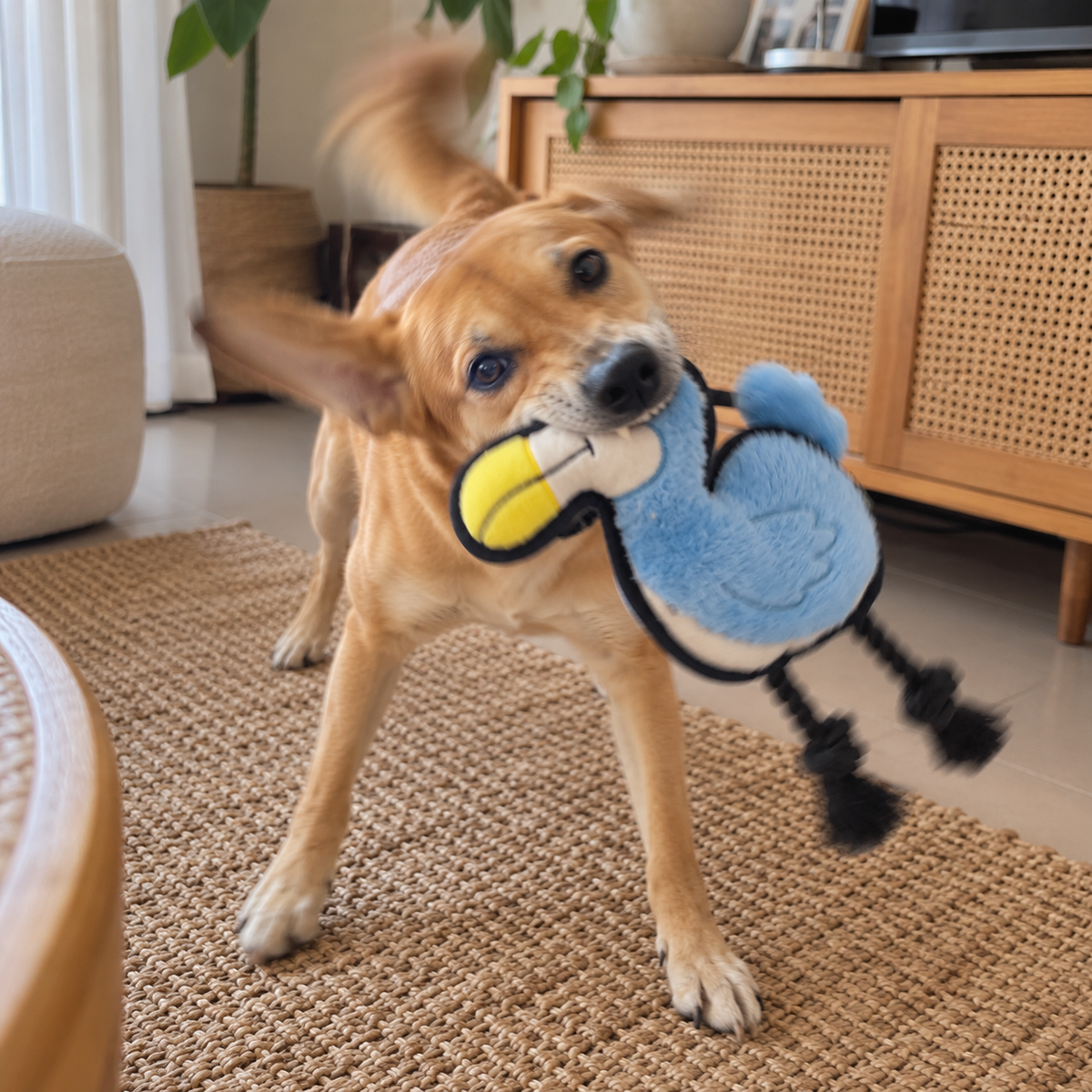 V-Pet Team Range Daniel the Dodo