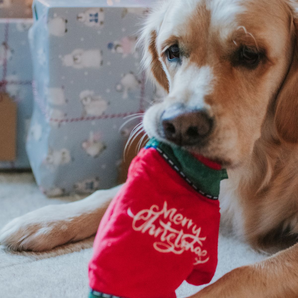 Puzzle Toy -  Gloves