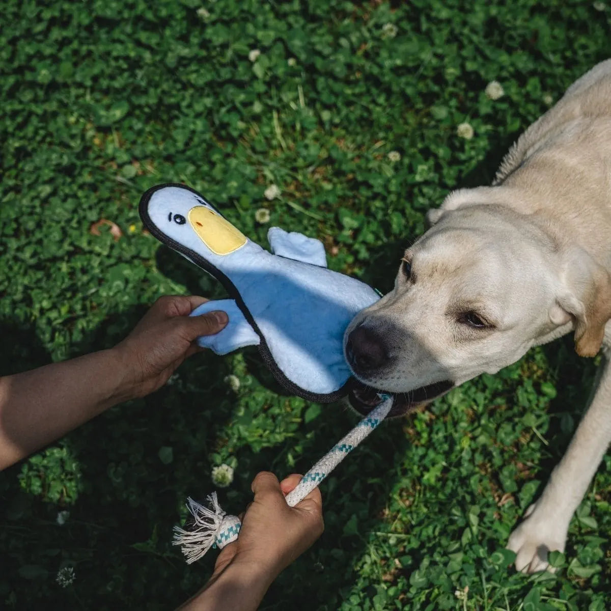 V-Pet Welcome to Farm  Duck