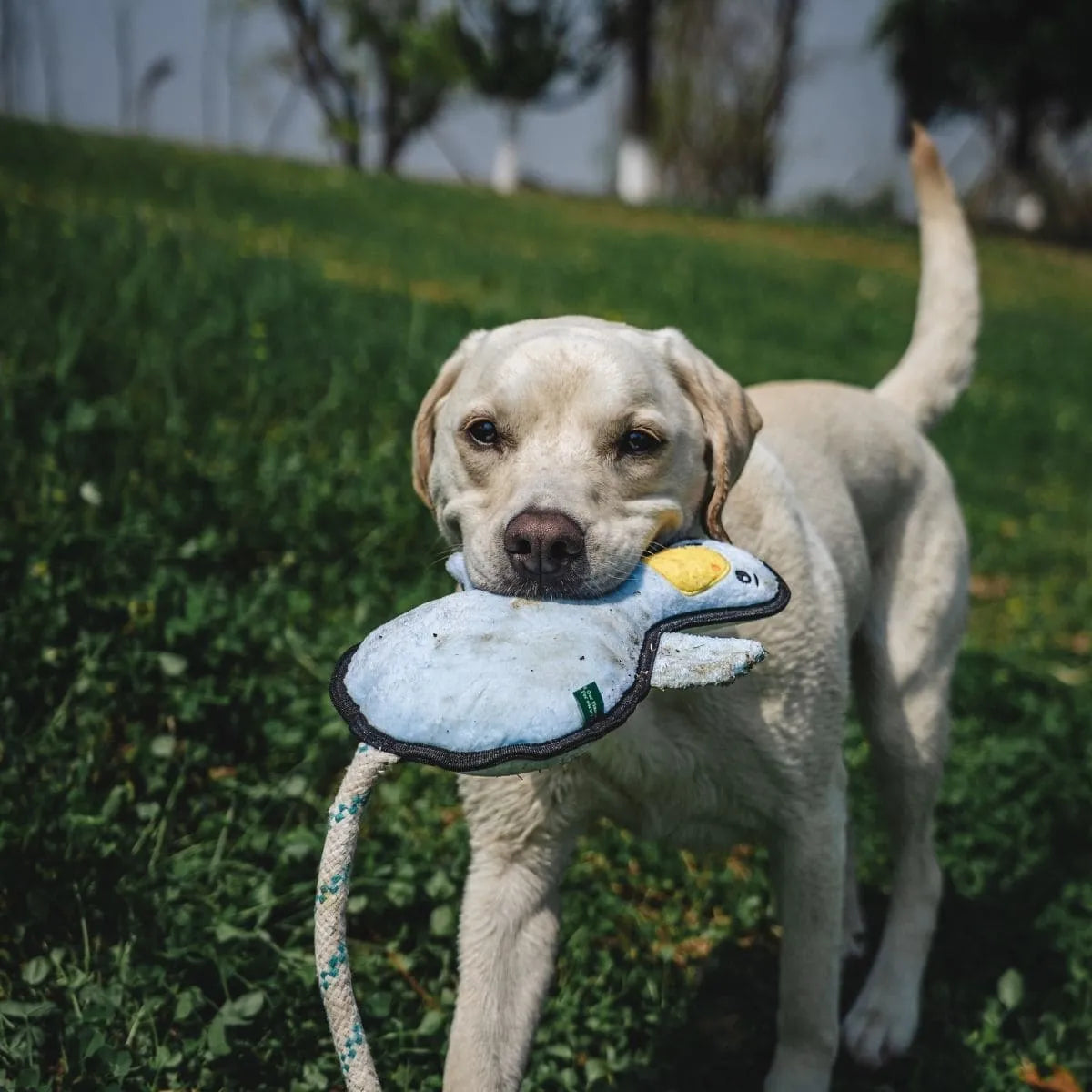 V-Pet Welcome to Farm  Duck