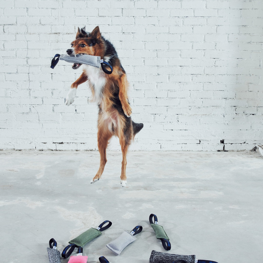 Maxer 38D Two-Handle Tug in use during dog training