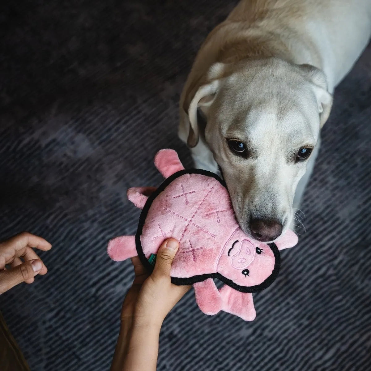 V-Pet Welcome to Farm Pig