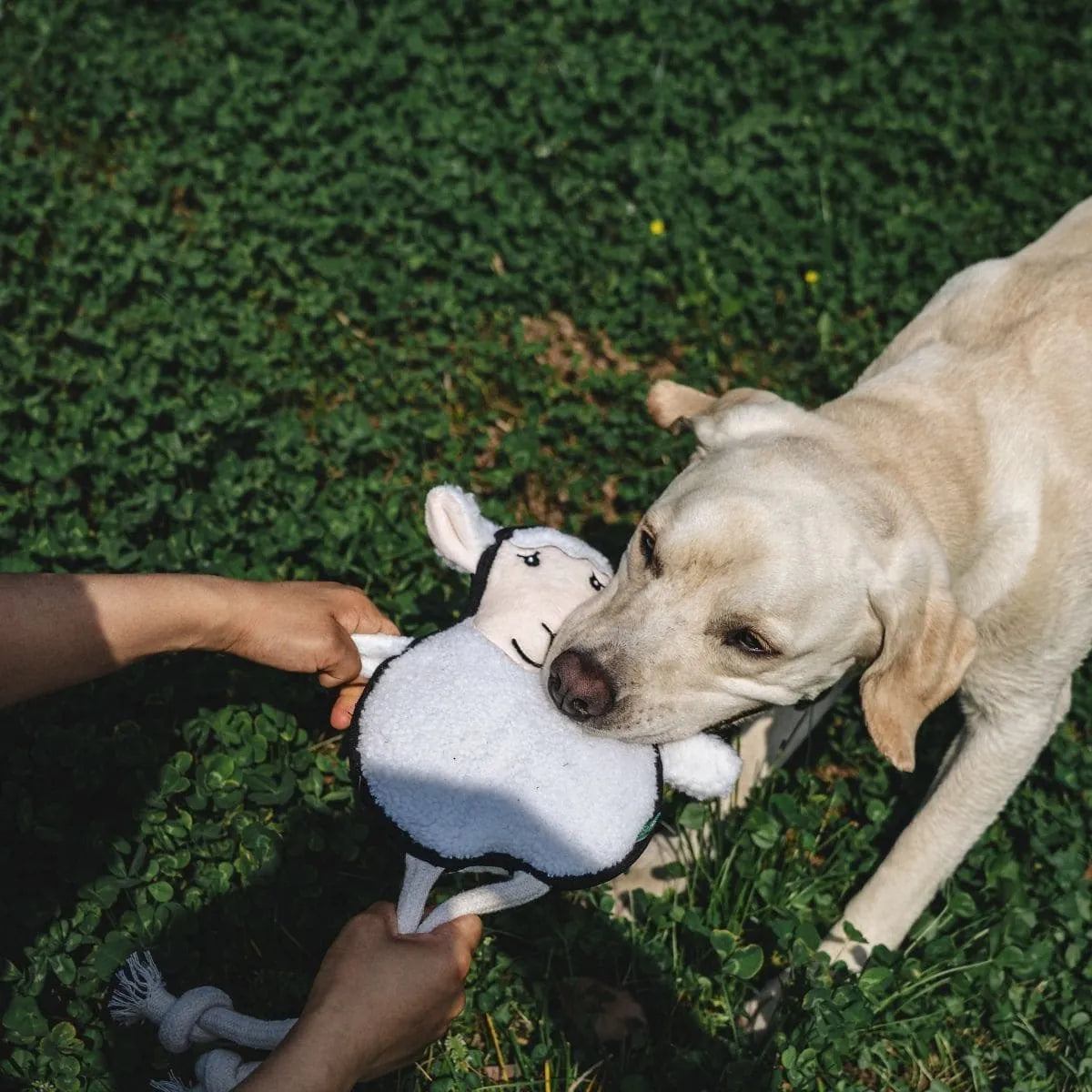 V-Pet Welcome to Farm Sheep